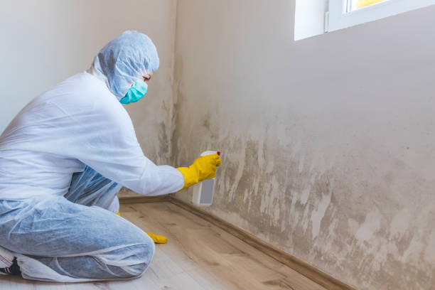 Licensed Mold Remediation service in Englewood, TN - WQB Mold Removal